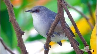 20190404  Mauritius Grey White Eye  Zosterops Mauritianus [upl. by Reinhardt]