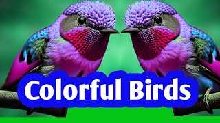 The Most Beautiful Birds  Wonderful Birds  Stress Relief  Colorful Birds [upl. by Lesh]