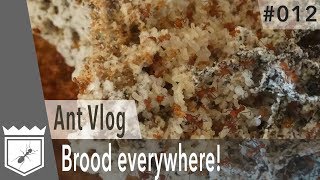 Leaf Cutter Ants – There is Brood everywhere AntVlog 012 [upl. by Oenire]