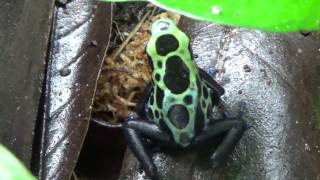 Basic Dart Frog Care Its Easier Than YOU Think [upl. by Lusar]