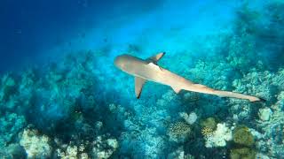 Kandolhu Snorkelling Feb 2022 [upl. by Runck896]