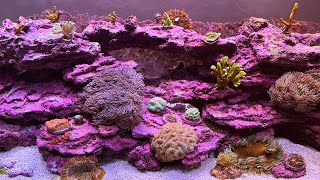 Explained How I Get So Much Coralline Algae [upl. by Dodd]