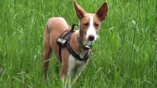 Podenco Ibicenco Sommerspiele [upl. by Naujahs]