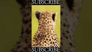 This is how CHEETAH is fastest animal  facts  animals  cheetah  fast  factsinhindi [upl. by Akema]