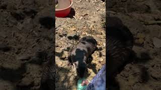 Live Feeding The Otters At The Drying Pond [upl. by Teirrah550]