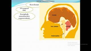 Cours de Toxicologie  Cours5 Organes cibles des toxiques [upl. by Roinuj]