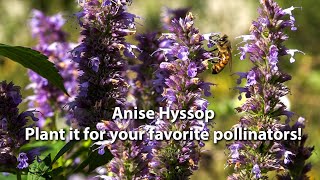 Hyssop For Honey Bees Hyssop Agastache provides nectar for bees from June through October [upl. by Kimberli264]