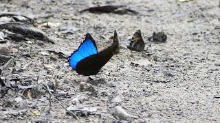 wwwbutterfliesofcolombiacom  Morpho menelaus lecromi [upl. by Eerb930]