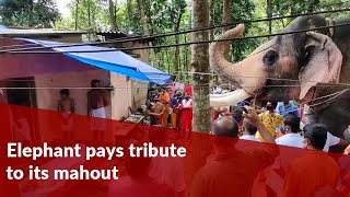 Elephant pays tribute to its mahout at funeral in Kerala [upl. by Palocz]