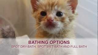 Orphaned Kitten Care How to Videos  How to Bathe an Orphaned Kitten [upl. by Ly]