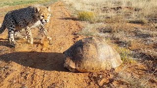 Cheetah Gets Spooked Out By Tortoise Hiding In Its Shell [upl. by Lorrayne]