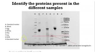 How to analyse SDSPAGE Gel scan [upl. by Atoel]