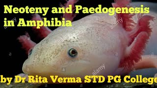 Neoteny and Paedogenesis in Amphibia [upl. by Yddub]