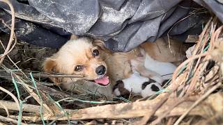 stray dog mother carries her newborn pup to the person who feeds herseeking help for her other pups [upl. by Naujled382]