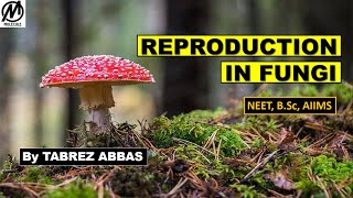 REPRODUCTION IN FUNGI  NEET AIIMS BSc MSc Entrance [upl. by Holbrook671]