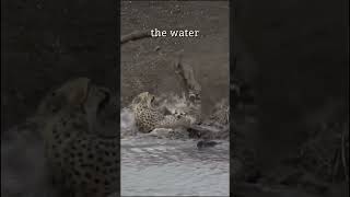 Cheetah ambushed by Crocodile animals cheetah crocodile africa attack hunting wildlife [upl. by Tayyebeb]