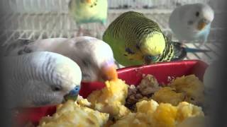 BudgiesParakeets Eating Eggs [upl. by Ahsienar858]