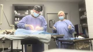 assisting with a canine orchiectomy [upl. by Rajiv]