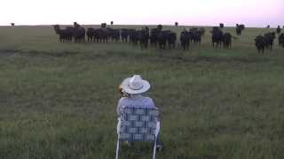 Serenading the cattle with my trombone Lorde  Royals [upl. by Schmeltzer]