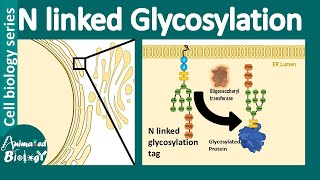 N linked glycosylation  What is the role of Nlinked glycosylation in ER protein folding [upl. by Illehs]