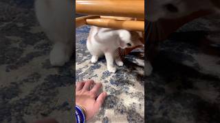 Peachey on the prowl 😂 cat kitten play cute fyp shorts pets [upl. by Bran]