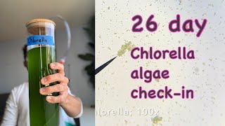 HOW TO GROW CHLORELLA AT HOME [upl. by Nanni]