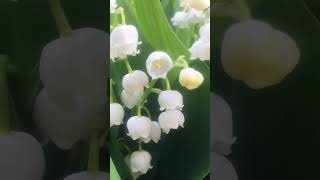 スズラン・ロシア民謡😽🐾♬Lily of the Valley Russian folk song [upl. by Ennybor]