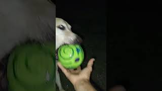 Tru meets the giggle Ball amp early morn fetch [upl. by Octavius]