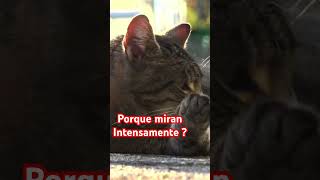 Porque miran intensamente gatos cat gato cosasdegatos espiritualidade energy poderdelamor [upl. by Karylin]