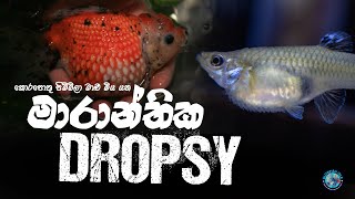 මාරාන්තික ඩ්‍රොප්සි රෝගය  Dropsy Disease [upl. by Elvira147]