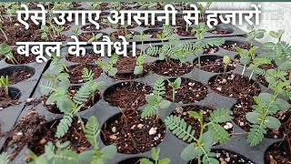 Babool kaise ugaye देसी बबूल उगाने का सबसे आसान तरीका। Acacia nilotica [upl. by Blodgett]