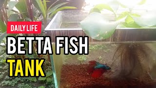 Daily Life of Betta Fish in the Tank 8 [upl. by Toft469]