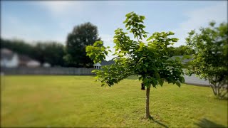 The Catalpa Tree Update  5 years [upl. by Ramiah]