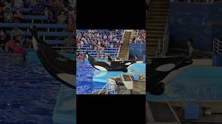 Orca Encounter  SeaWorld  Killer Whales Show  seaworld seaworldtexas seaworldsanantonio [upl. by Ynna388]