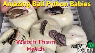 Hatching Ball Pythons [upl. by Rodmun842]