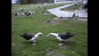 Gooney Birds on Midway Island 1998 [upl. by Mccutcheon]