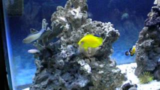 Oct 2013 New Smith Blenny in my 55 gallon saltwater coral reef marine aquarium [upl. by Ysdnil]