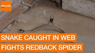 Snake Caught in Web Fights Redback Spider [upl. by Elmer]