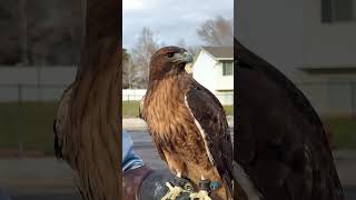 Redtailed hawk in n falconry falconry [upl. by Macy]