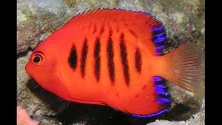 Top 10 Angelfish Dwarf For Saltwater Aquarium [upl. by Ameen]