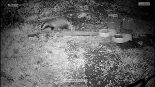 Badger in my garden [upl. by Jobyna]