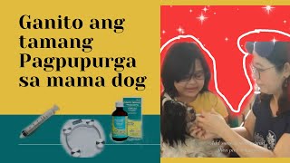 Paano magpurga ng nanay na asoHow to deworm  Dam dog [upl. by Tsai]