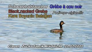 Schwarzhalstaucher Grèbe à cou noir Blacknecked Grebe Kara boyunlu batağanPodiceps nigircollis [upl. by Punak]