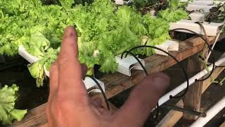 A Problem With The Hydroponic Lettuce System [upl. by Lightfoot]