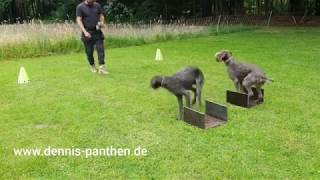 GERMAN WIREHAIRED POINTER Training and Obedience Deutsch Drahthaar [upl. by Lalib]