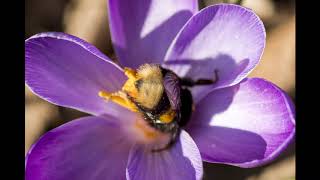 How to identify common bumblebee species [upl. by Pall]