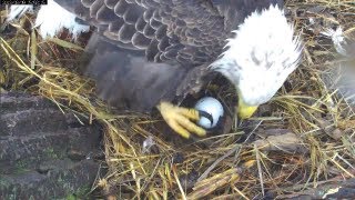 MNBound Eagles Mom Lays Her 1st Egg 3913 [upl. by Enorahs]