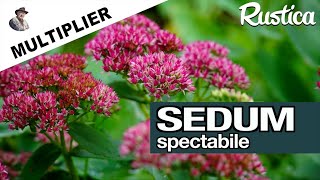 Orpin Sedum spectabile  le Multiplier par division de touffe [upl. by Inge836]