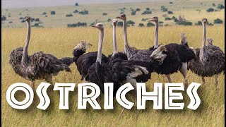 All About Ostriches for Children Ostrich Video for Kids  FreeSchool [upl. by Buiron]