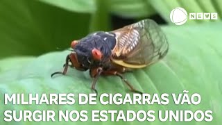 Fenômeno raro milhares de cigarras vão surgir nos Estados Unidos [upl. by Geldens392]